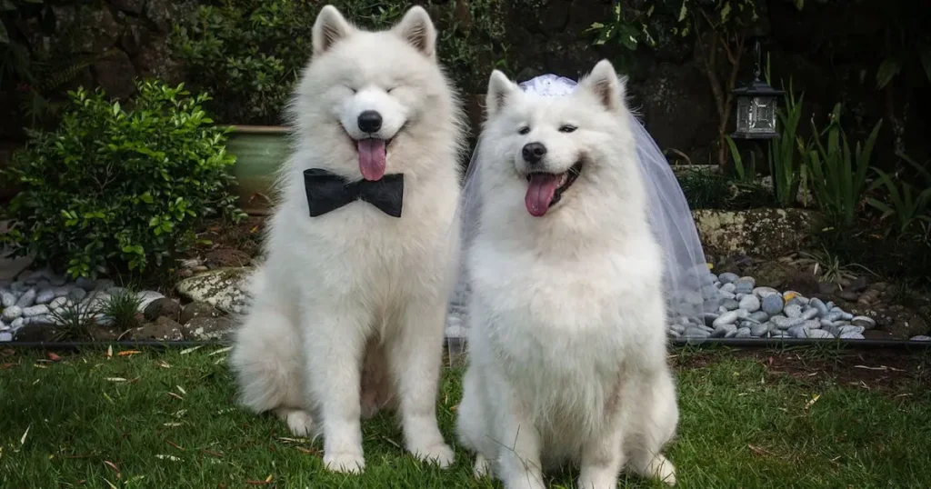 Canine Wedding