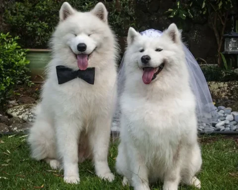 Canine Wedding